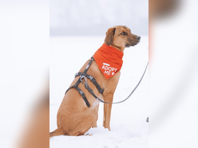 charmanter LASKO❤️in 22559 Hamburg, dringend Für-Immer-Zuhause gesucht