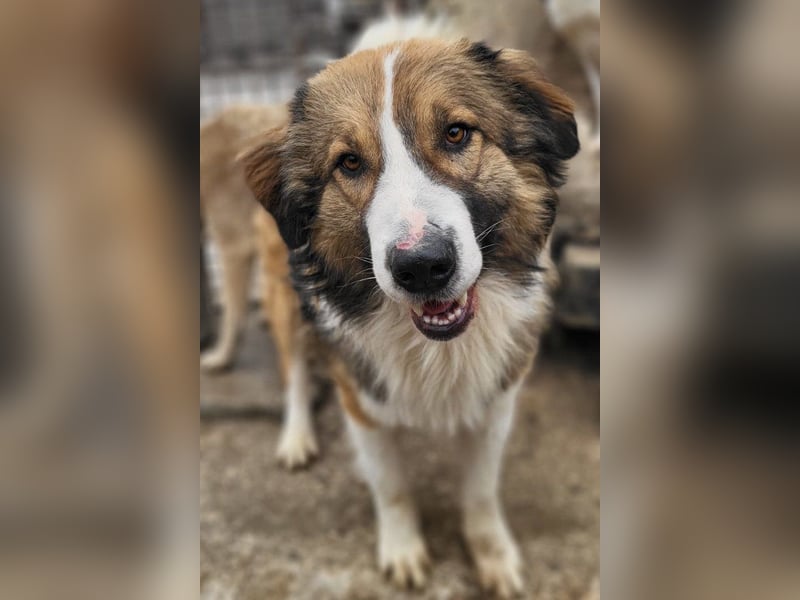 Lebensfroher Jonesy sucht Zuhause