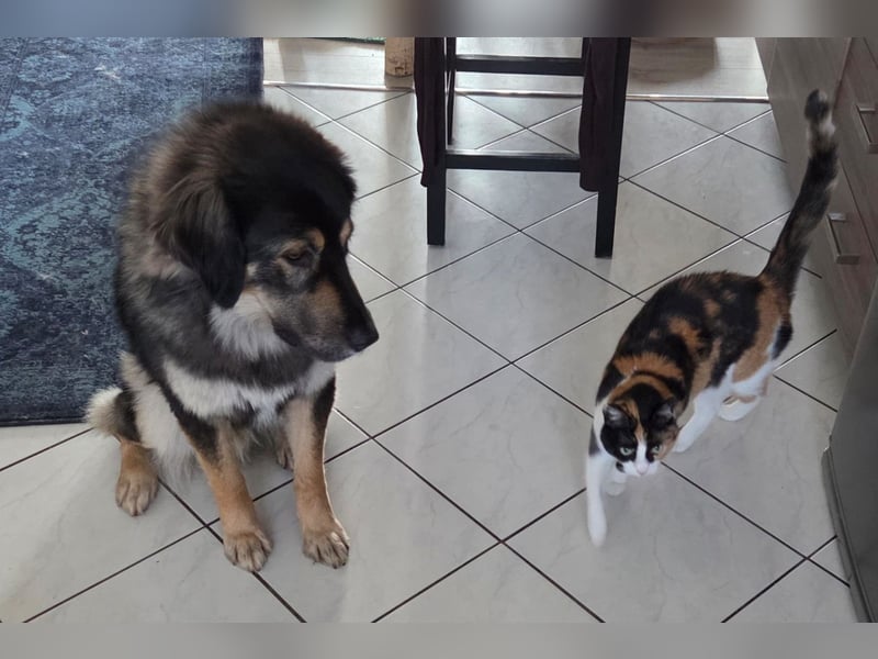 Aramis ❤️ wartet in 50169 Kerpen auf dich