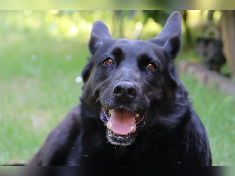 Hündin Elsa sucht ein Zuhause