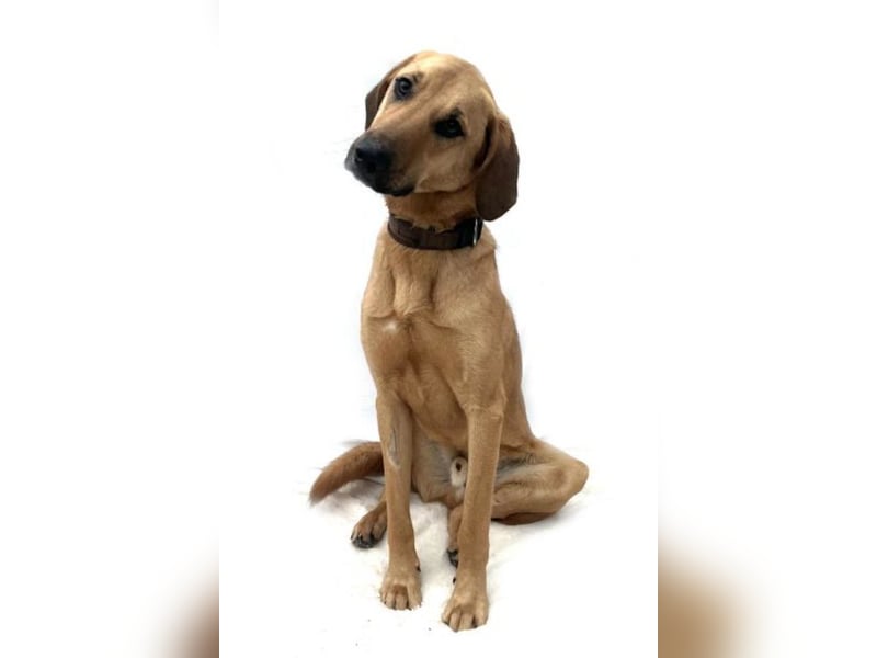 Moose ❤️ toller, selbstbewusster junger Rüde