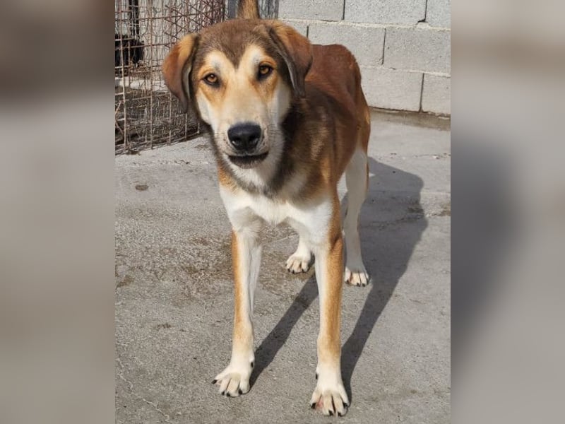 Luki ❤️ aufgeschlossener, lieber Junghund!