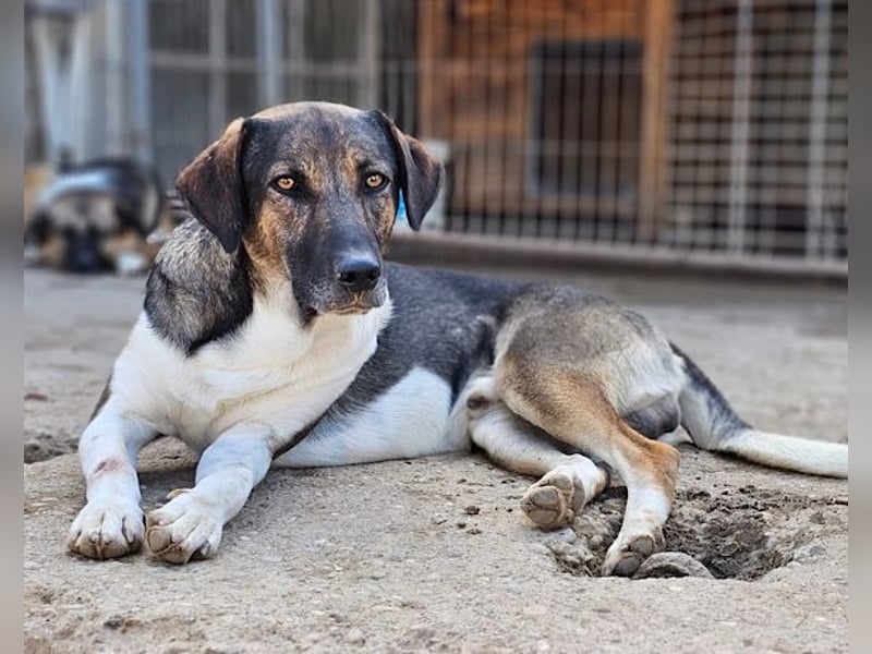 ROBI❤️zauberhafter, lieber Hundejunge, zurückhaltend und sozial