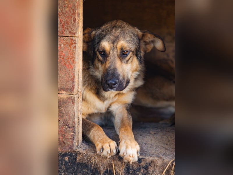 Mix-Rüde Marco - ein toller Familienhund; ein Herz von Hund