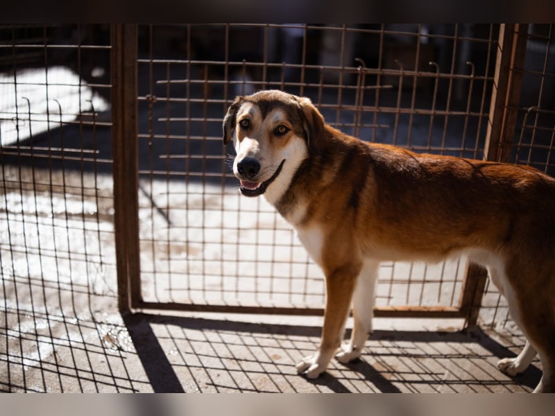 Luki ❤️ aufgeschlossener, lieber Junghund!