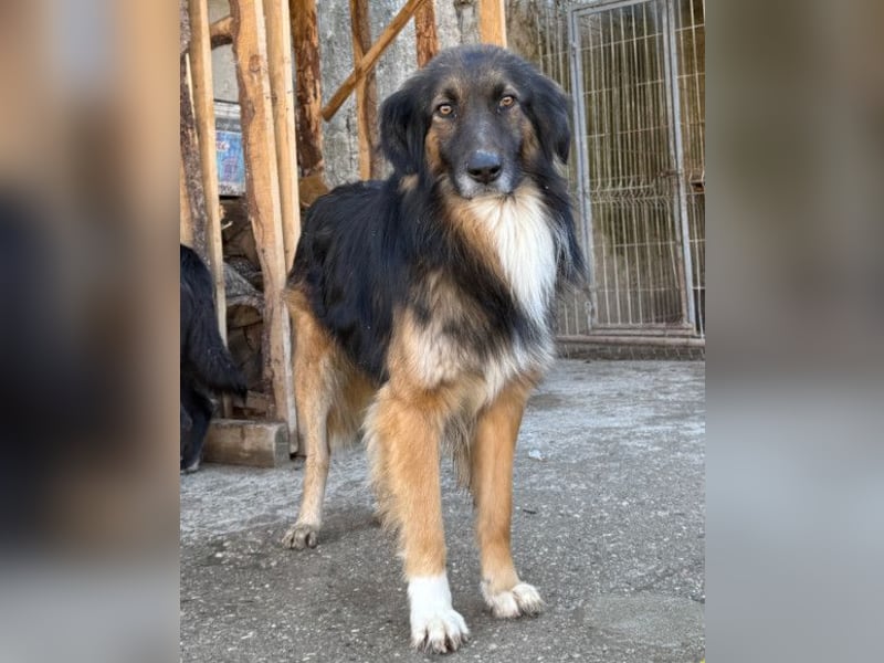 Bogo ♥️ ungeschliffener Schatz auf 4Pfoten