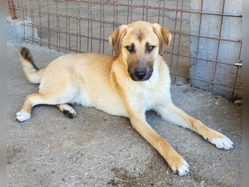 SCHLAUBI❤️smarter, kluger und entzückender Fellnasen-Fratz!