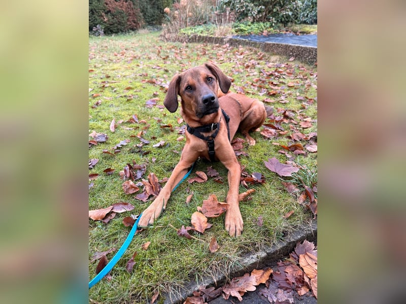 LASKO❤️charmanter, cleverer Hundebub wartet schon in 22559 Hamburg!