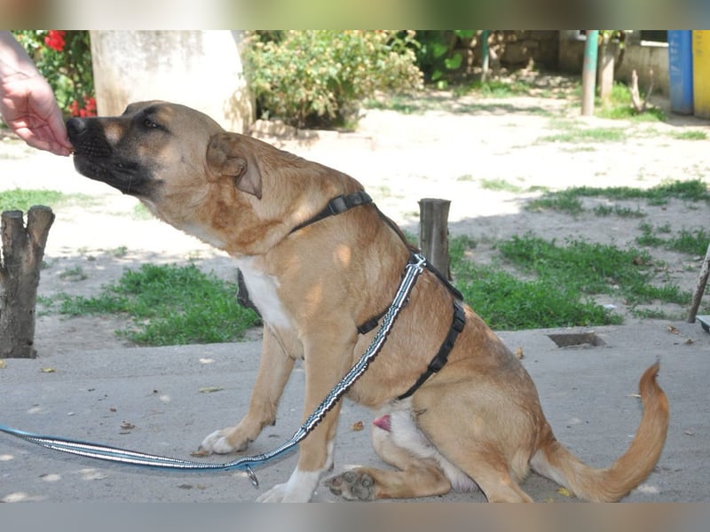 Jungrüde Mephisto - aktiv-schmusig = Familienhund