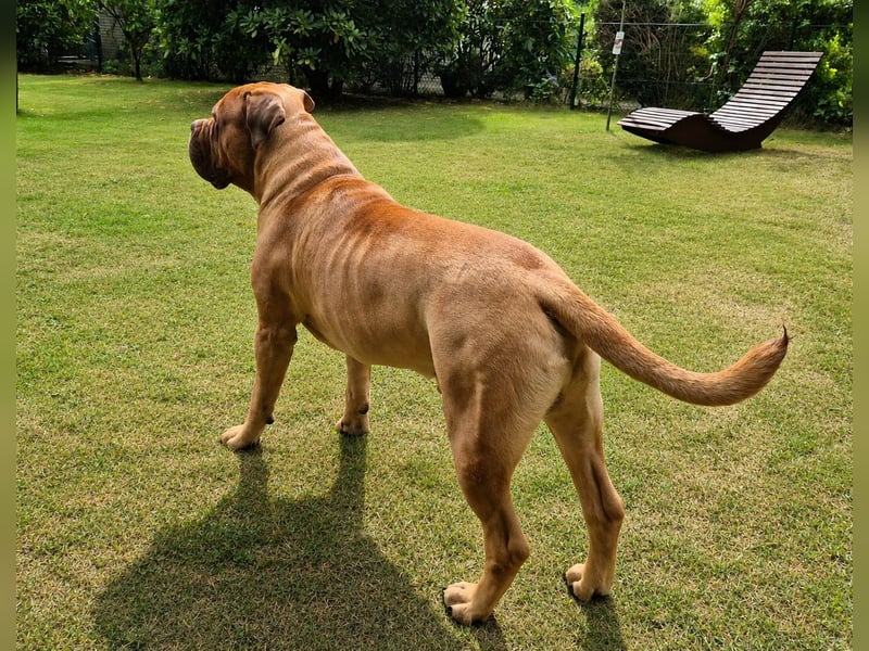 Deckrüde Bordeauxdogge × American Bulldog × Boxer Mix | 3 Jahre | 50 kg | 60 cm Schulterhöhe