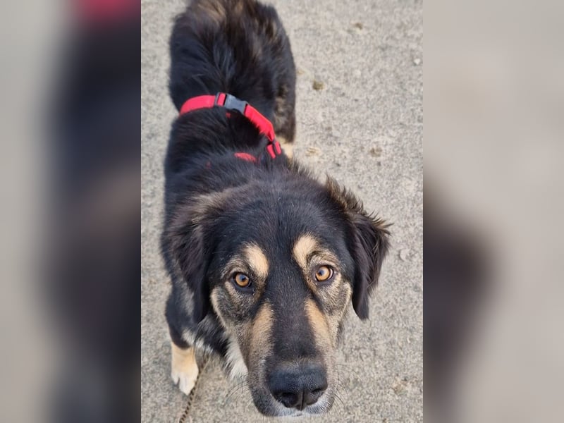 Aramis ❤️ wartet in 50169 Kerpen auf dich