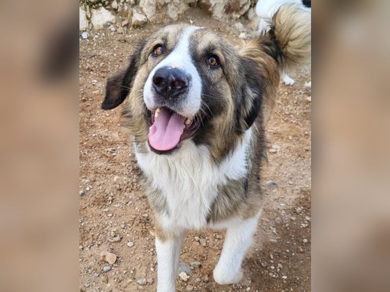 Energiebündel Jonesy - sucht Liebe und Halt Energiebündel Jonesy - sucht Liebe und Halt