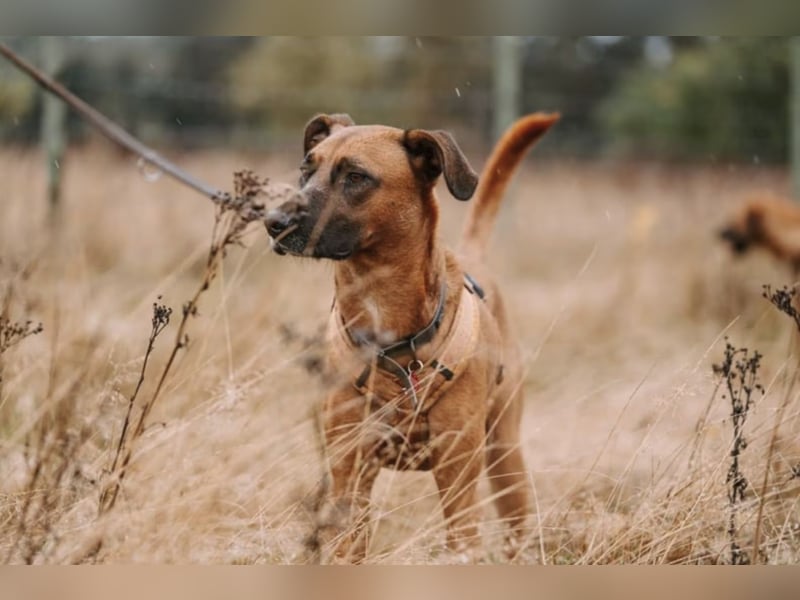 Moritz sucht aktives Zuhause