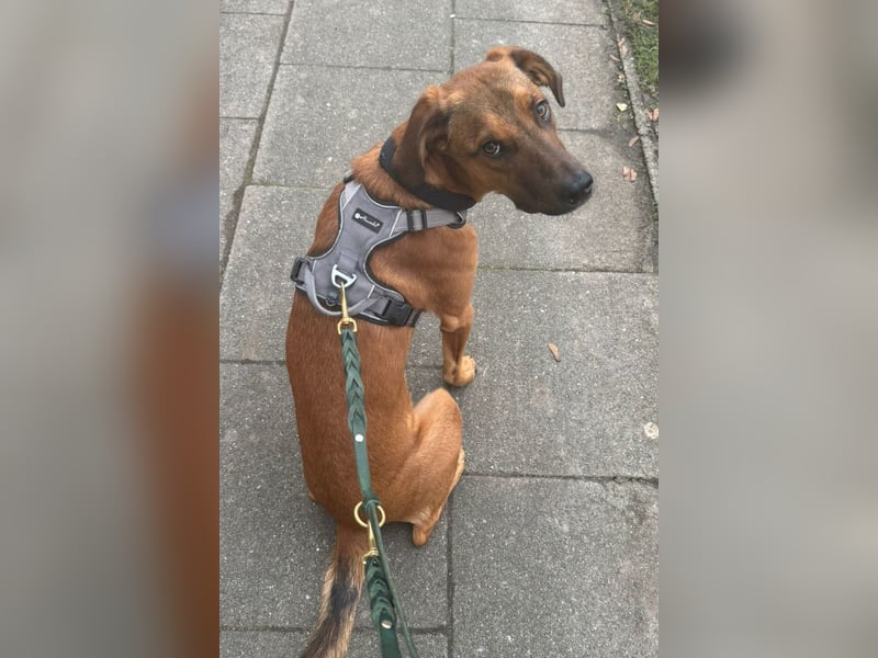 LASKO❤️charmanter, cleverer Hundebub wartet schon in 22559 Hamburg!