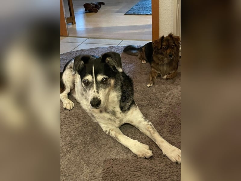 Liebster OldBoy ♥Rocky♥ wartet in 21640 Bliedersdorf auf sein so verdientes Lebensglück