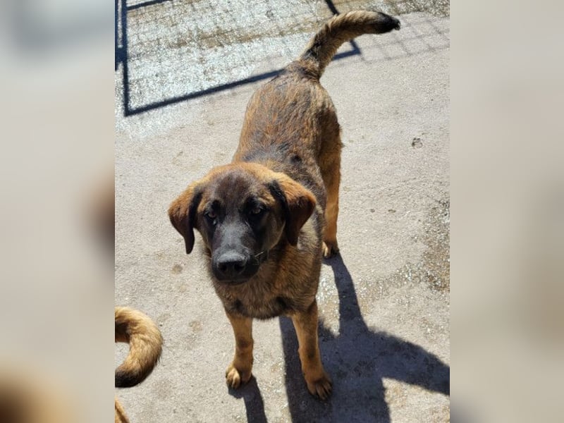 Kleiner, feiner Pico ❤️ sucht Schutz & Liebe Kleiner, feiner Pico ❤️ sucht Schutz & Liebe