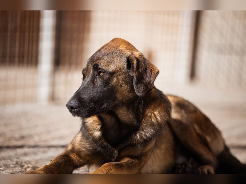 Kleiner, feiner Pico ❤️ sucht Schutz & Liebe Kleiner, feiner Pico ❤️ sucht Schutz & Liebe