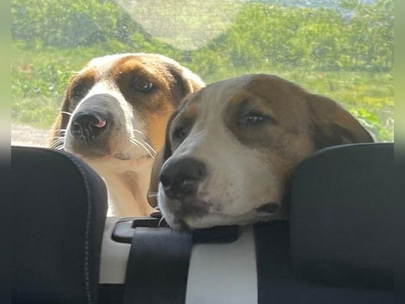 Nala ❤️ aktiver, so verschmuster HSH-Mix