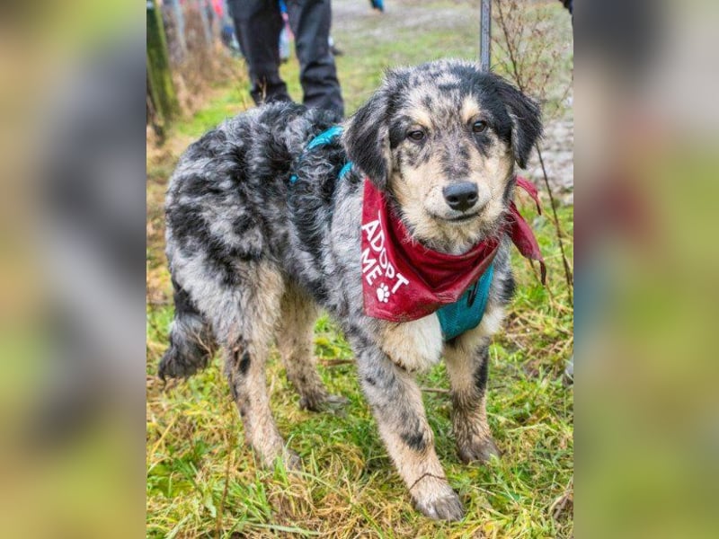 Sensibler Jungrüde ♥BALU♥ wartet schon in 59174 Kamen auf seine Für-Immer-Menschen