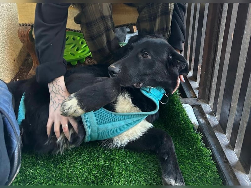 Cosmo - junger charmanter Schäfi-Mix-Bub wartet bereis in 55116 Mainz