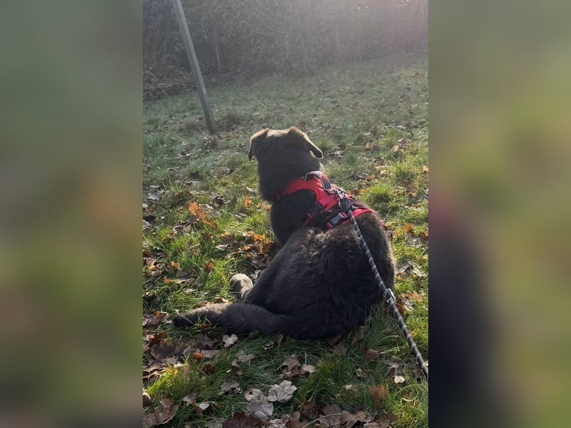 Schäfi-Mix-Bub Jasper wartet bereits in 50127 Bergheim auf seine Für-Immer-Menschen