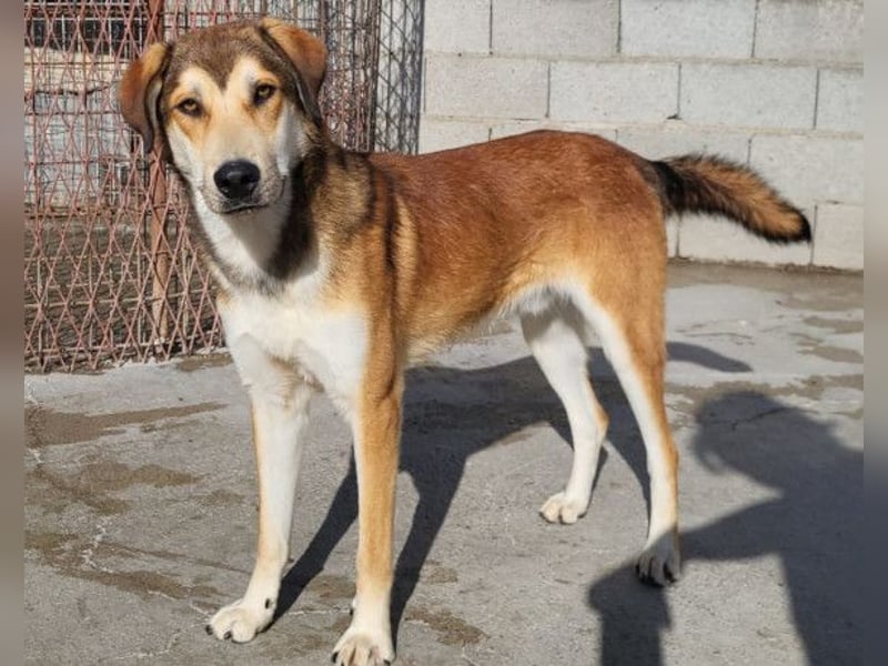 Luki ❤️ aufgeschlossener, lieber & verspielter Rüde!