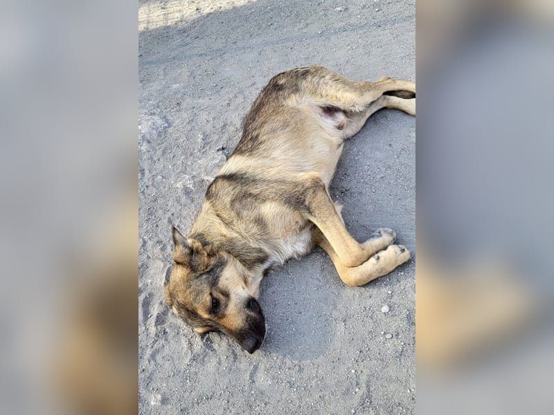 Mix-Rüde Marco - ein toller Familienhund; ein Herz von Hund