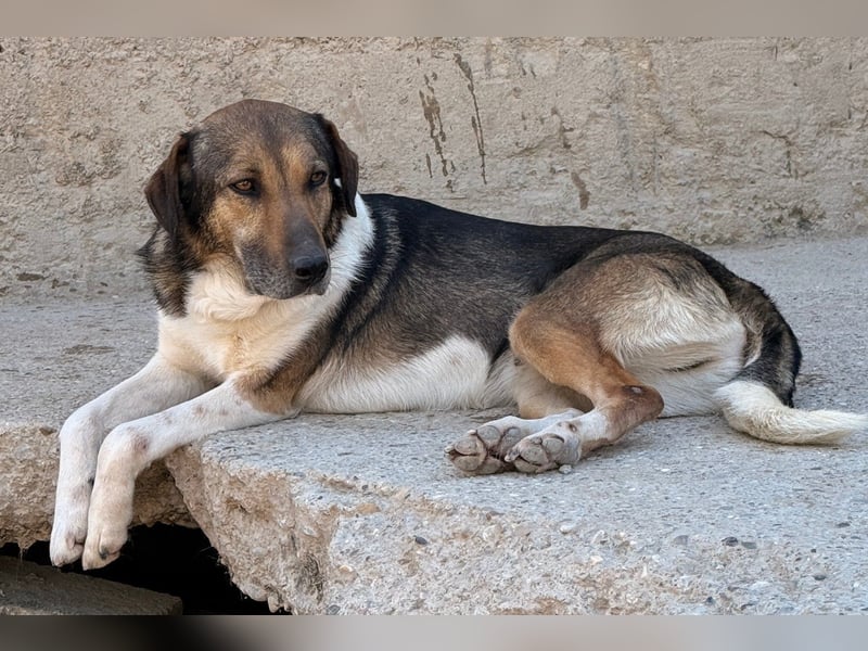ROBI❤️zauberhafter, lieber Hundejunge - zurückhaltend und sozial