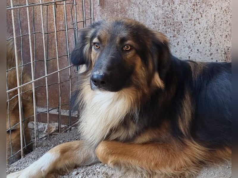 Bogo ♥️ ungeschliffener Schatz auf 4Pfoten