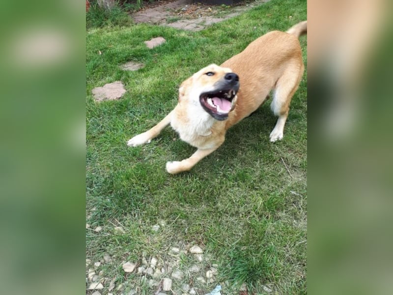 Blondie - Unser Mäuschen sucht eine Familie zum Lieb haben! 