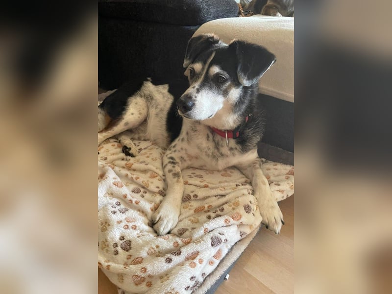 Liebster OldBoy ♥Rocky♥ wartet in 21640 Bliedersdorf auf sein so verdientes Lebensglück