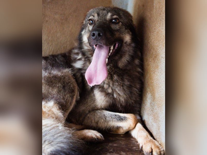 Zauberhafter Zorro- darf er einziehen?❤