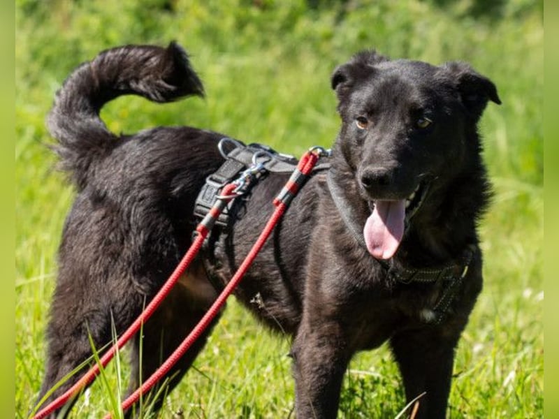 Toby ❤️ aktiver, aufgeweckter Hundeschatz