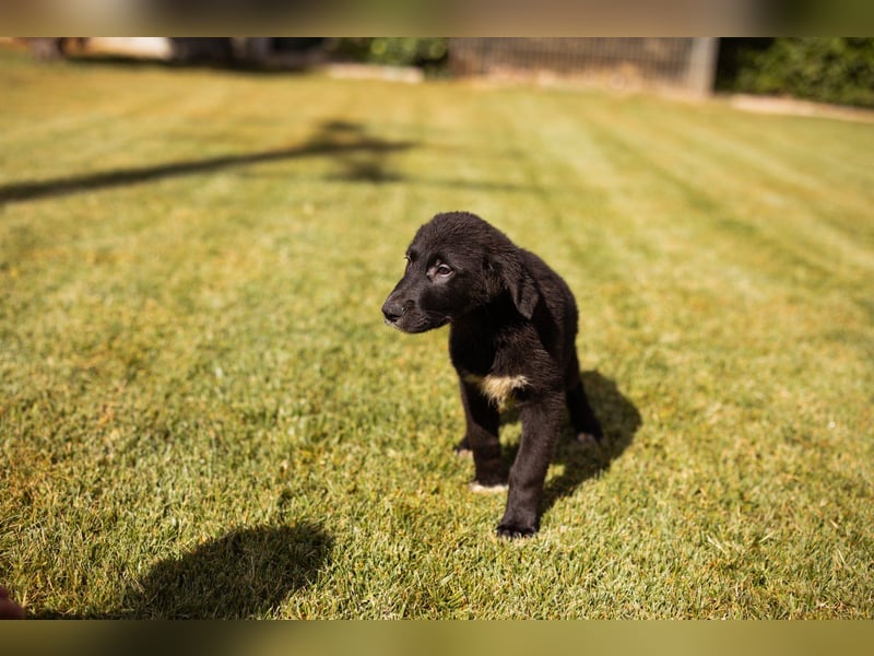 Cosmo - junger charmanter Schäfi-Mix-Bub
