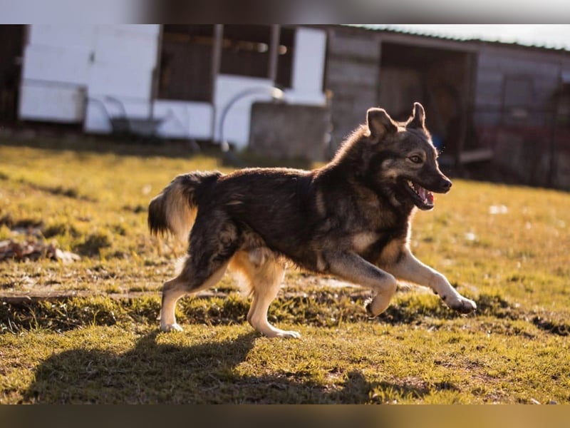 Zauberhafter Zorro- darf er einziehen?❤