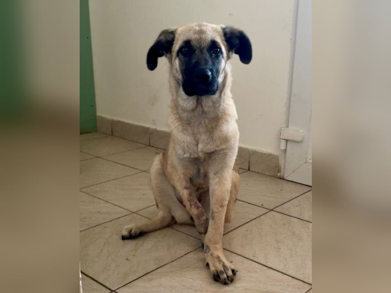 HSH-Mix LULU❤️ lebensfrohes Hundemädchen sucht dringend ein liebevolles Zuhause!