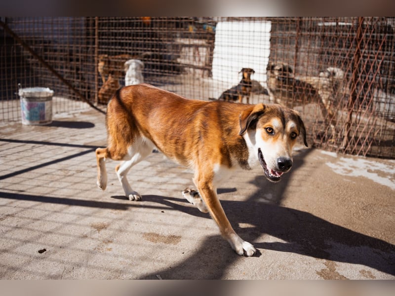 Luki ❤️ aufgeschlossener, lieber Junghund!