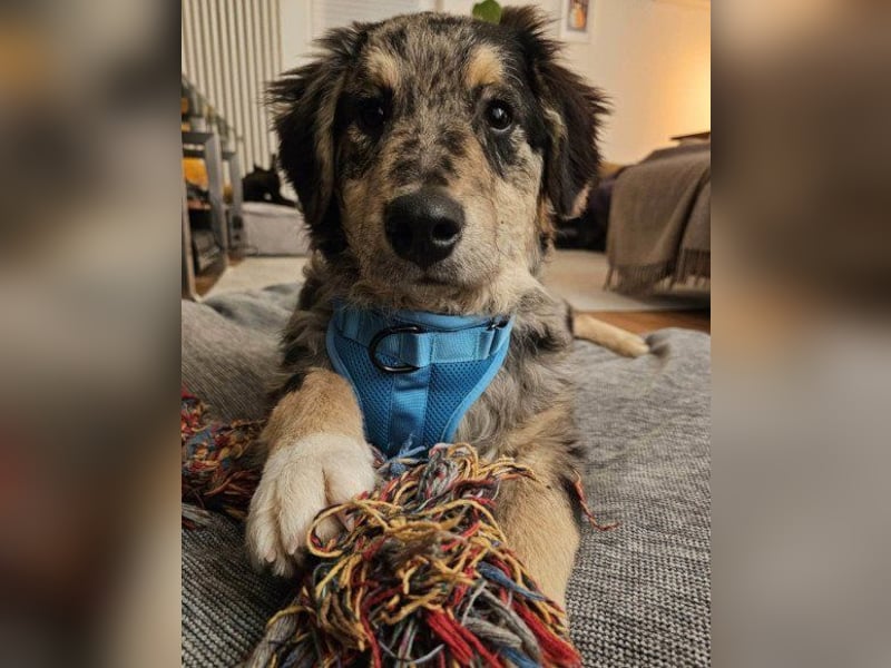 Sensibler Jungrüde ♥BALU♥ wartet schon in 59174 Kamen auf seine Für-Immer-Menschen