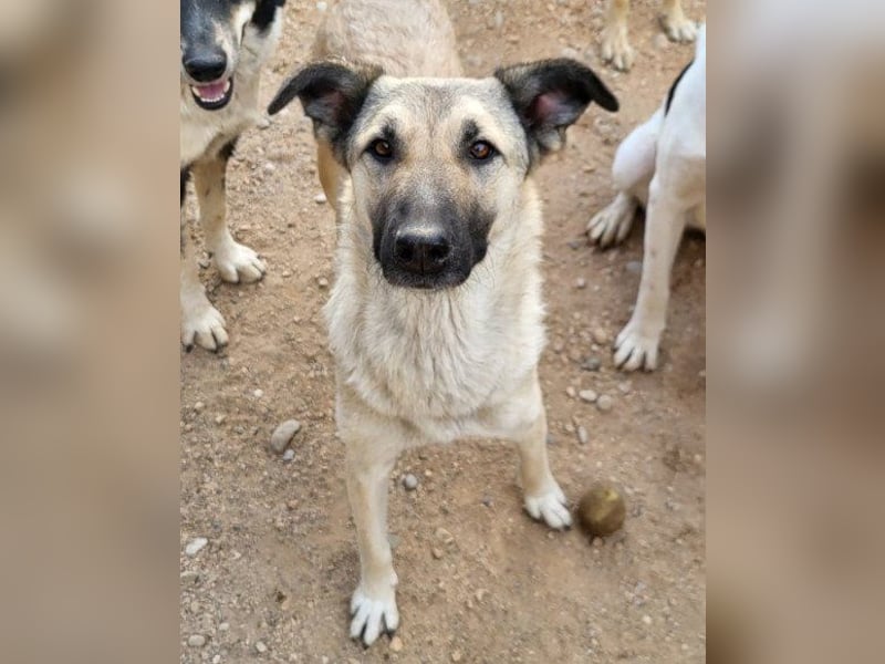 ♥Fly♥ eine herzliche, treue Fellfreundin