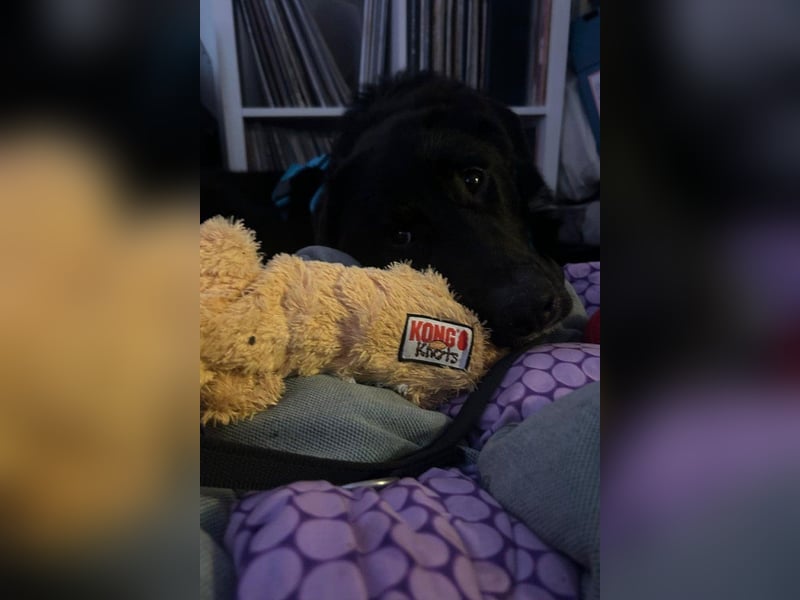 Cosmo - junger charmanter Schäfi-Mix-Bub wartet bereis in 55116 Mainz