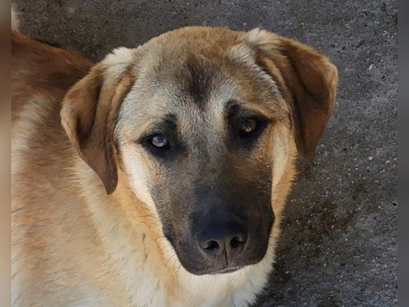 SCHLAUBI❤️smarter, kluger und entzückender Fellnasen-Fratz!