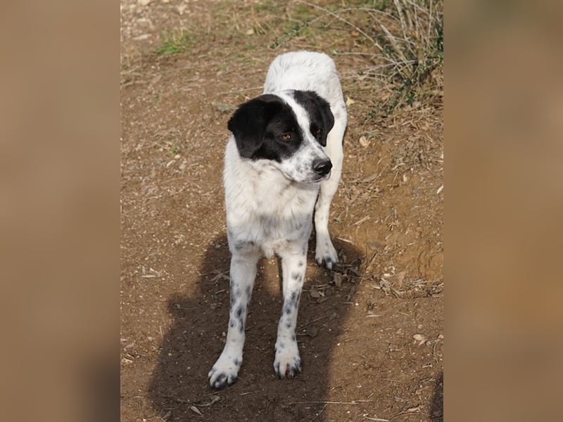 Dino, geb. ca. 01/2022, lebt in GRIECHENLAND, im städt. Tierheim Serres