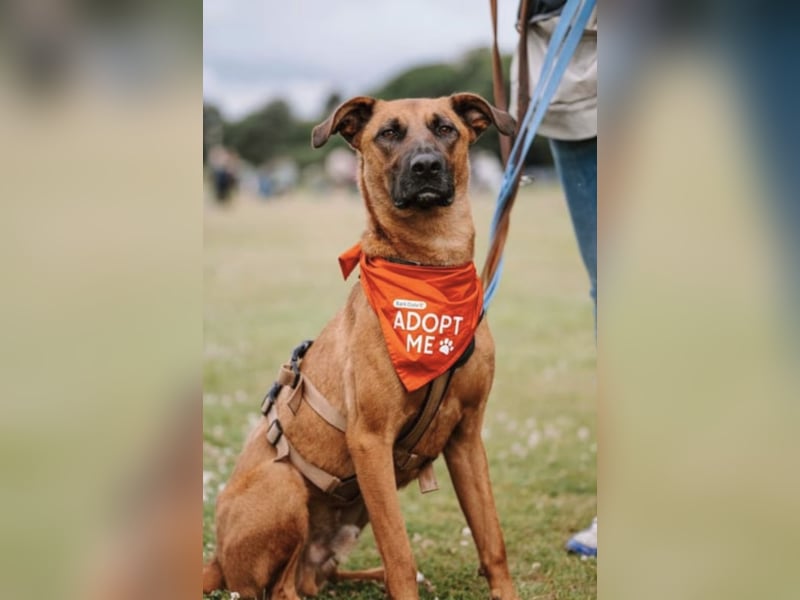 Moritz sucht aktives Zuhause