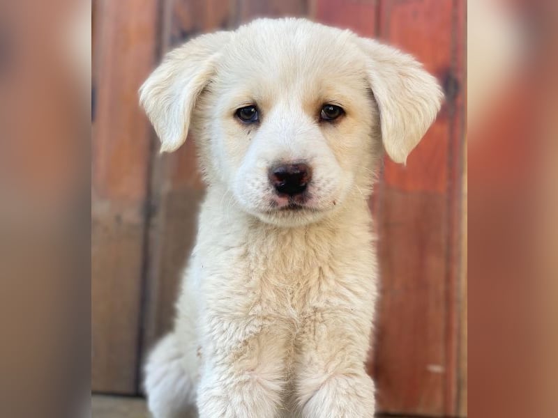 Nacho, geb. ca. 03/2026 , lebt in GRIECHENLAND, auf einer privaten Pflegestelle