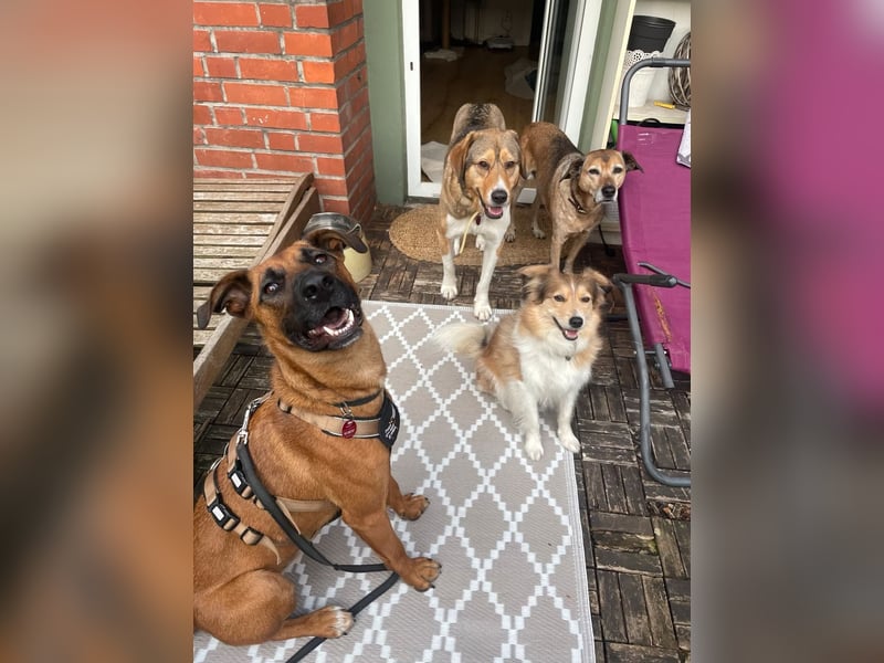 Rüde Moritz sucht aktives Zuhause