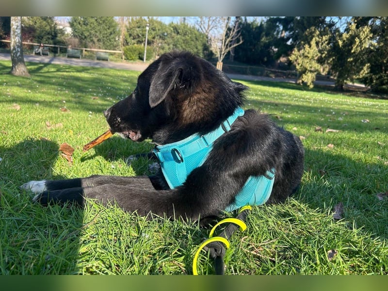 Cosmo - junger charmanter Schäfi-Mix-Bub wartet bereis in 55116 Mainz