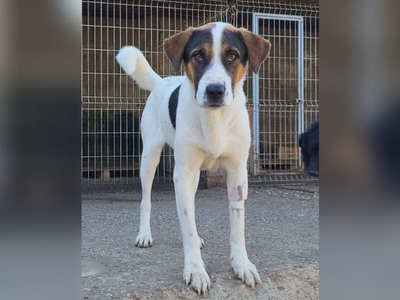 Maxima ❤️ verspielt, aktiv, verschmust - sucht ihr Für-Immer-Zuhause!