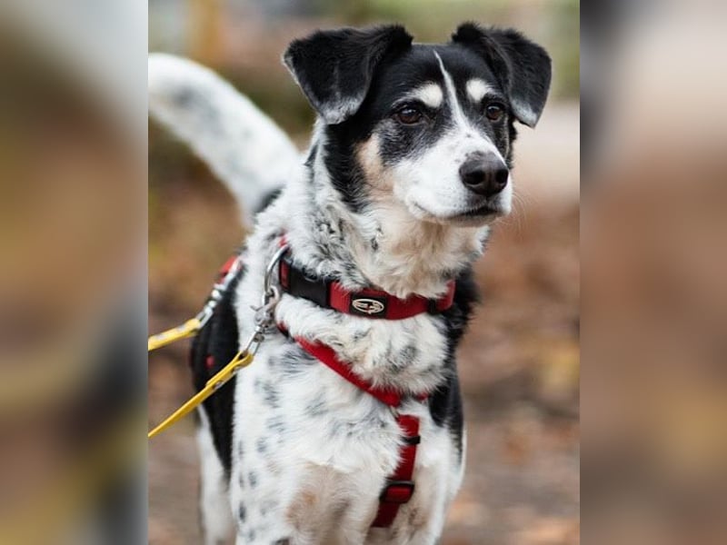 Liebster OldBoy ♥Rocky♥ wartet in 21640 Bliedersdorf auf sein so verdientes Lebensglück
