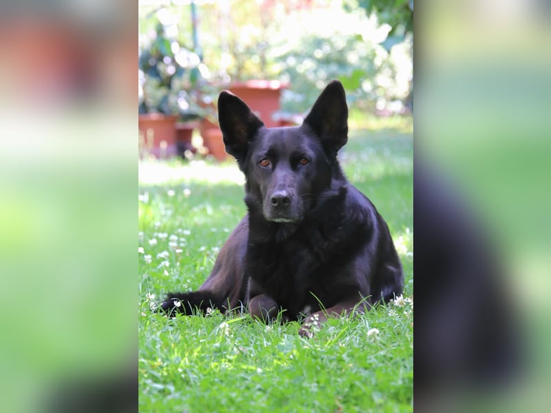 Hündin Elsa sucht ein Zuhause