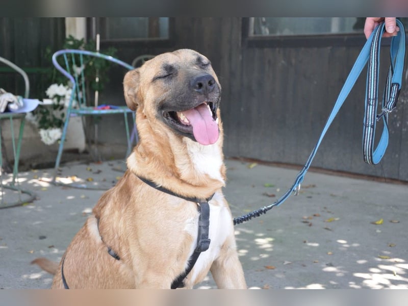 ♥Mephisto♥ aktiv-schmusig = idealer Familienhund